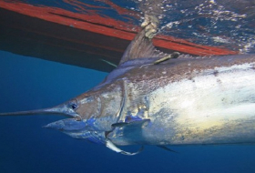Fish under threat from ocean oxygen depletion, finds study 